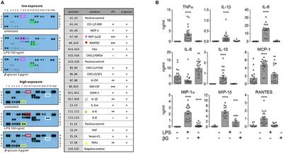 mTORC1 Is Not Principally Involved in the Induction of Human Endotoxin Tolerance